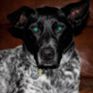 Meet your Posher, Holly